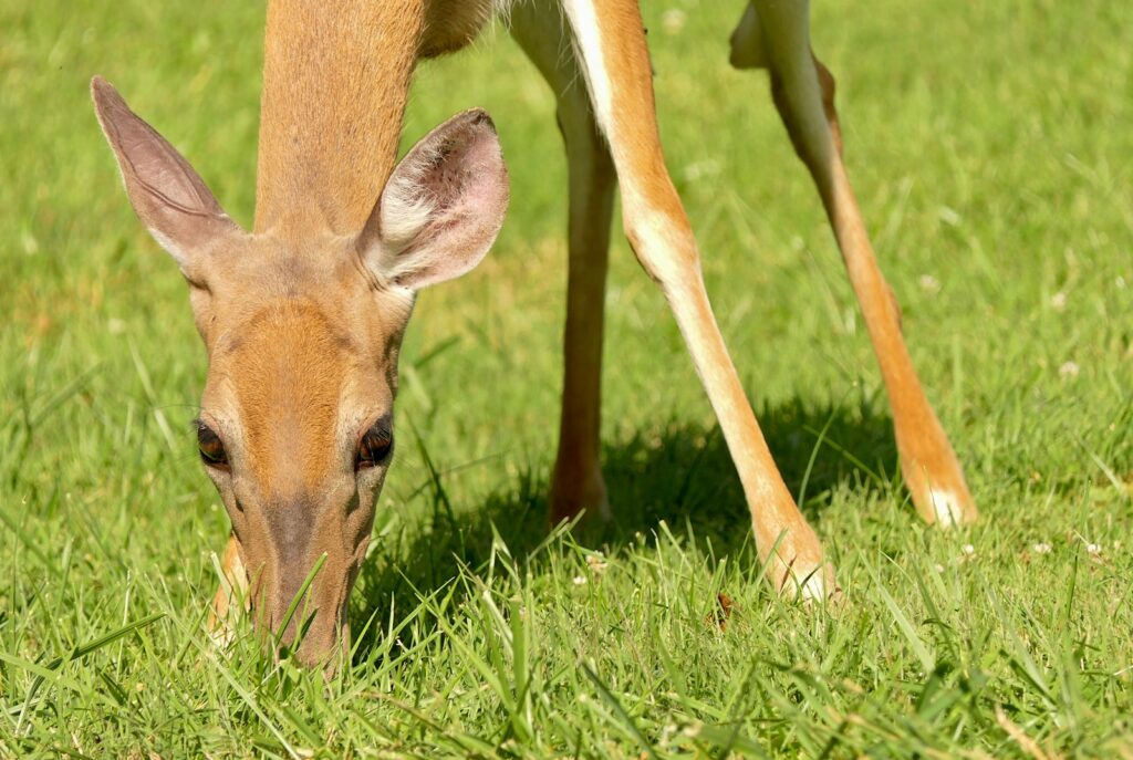 A small deer is eating grass in a field