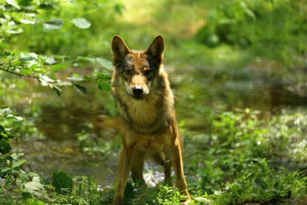 a fox standing in a pond