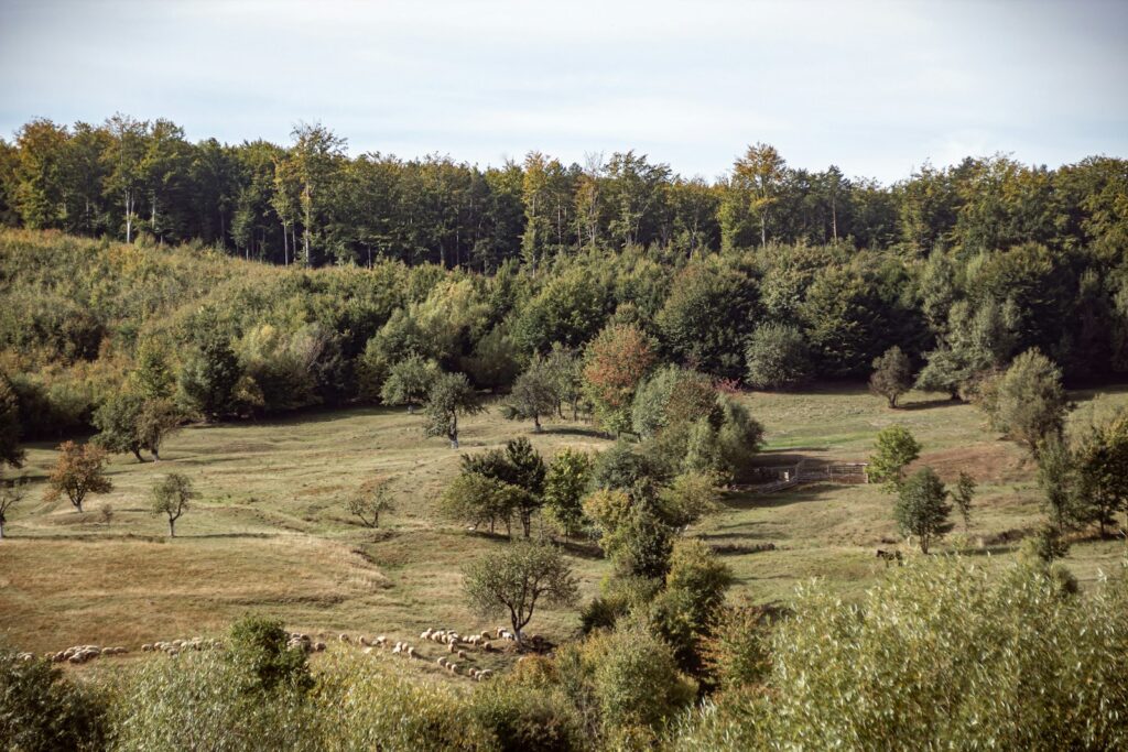 green-leafed trees during daytime