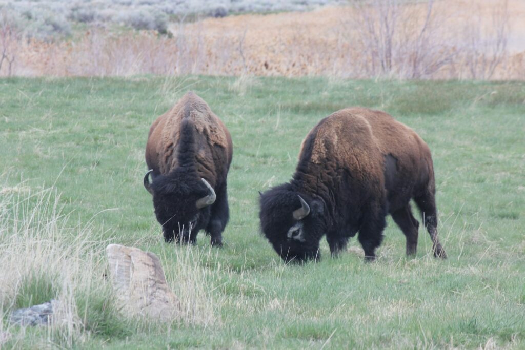 a couple of buffalo in a field