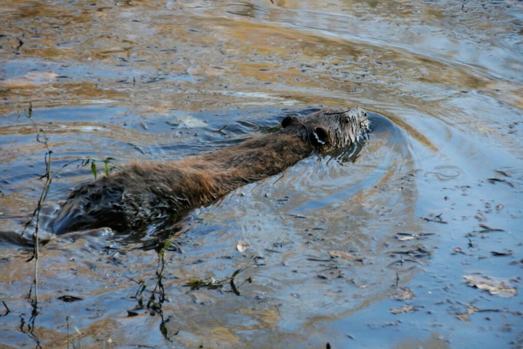 a beaver swimming in a body of water