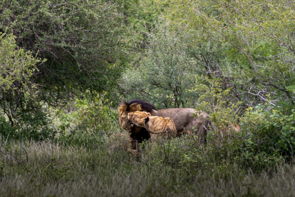 a couple of animals that are standing in the grass