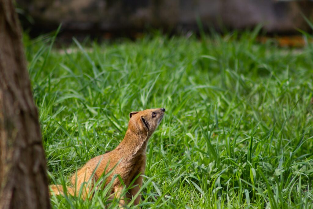 Brown short haired animal on green grass during daytime.