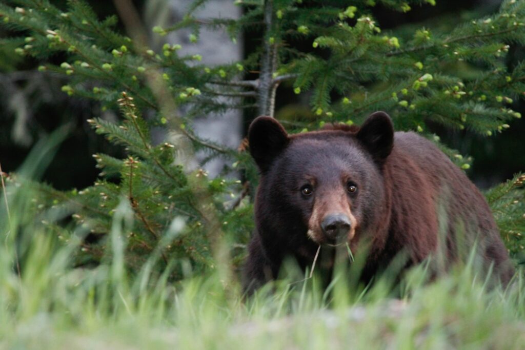 Shallow focus photo of grizzly bear.