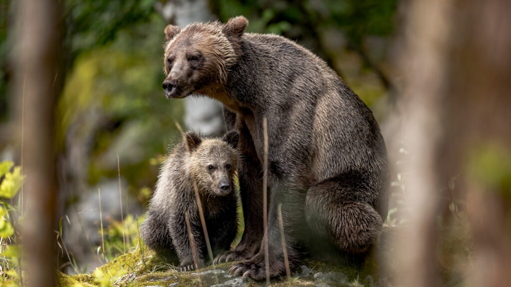 Brown and black short coated puppy.