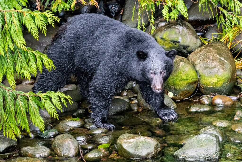 Black bear standing on river during daytime.