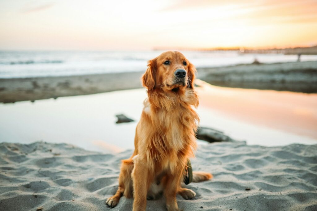 Adult dog sitting on white sand near seashore.