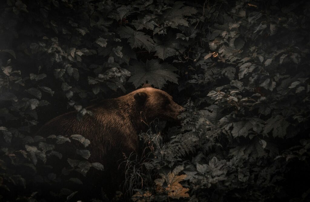 Brown bear beside plants and trees.
