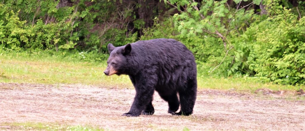 Black bear on soil ground near trees.