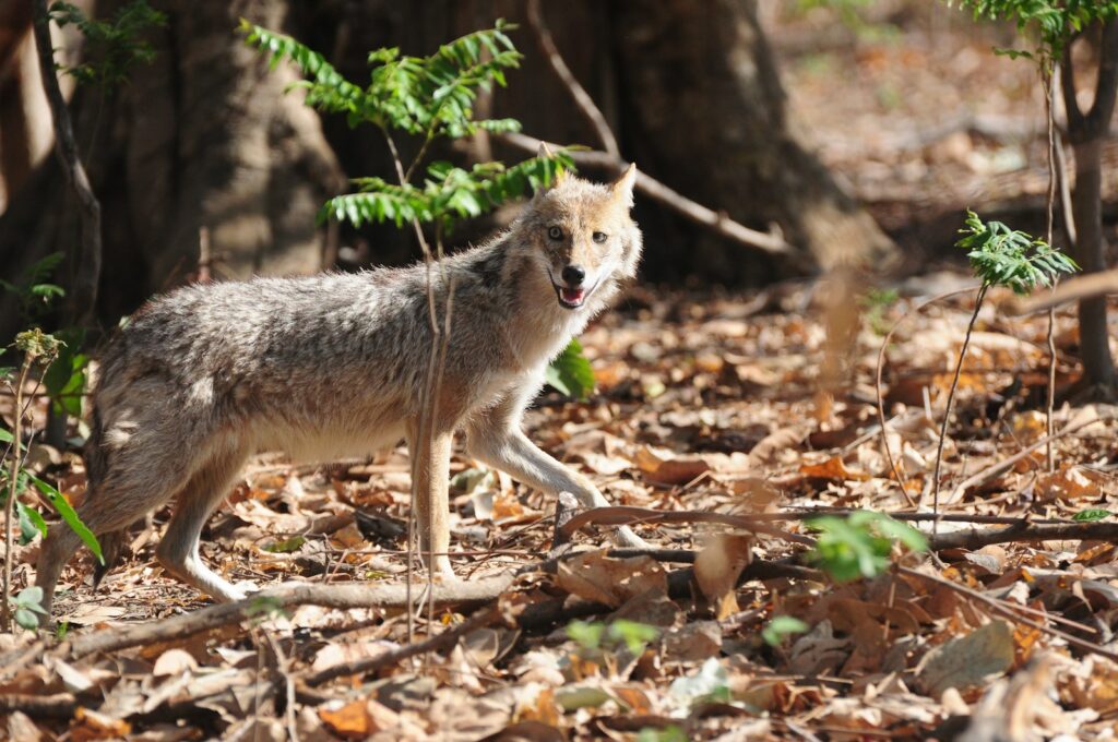 wolf beside plants