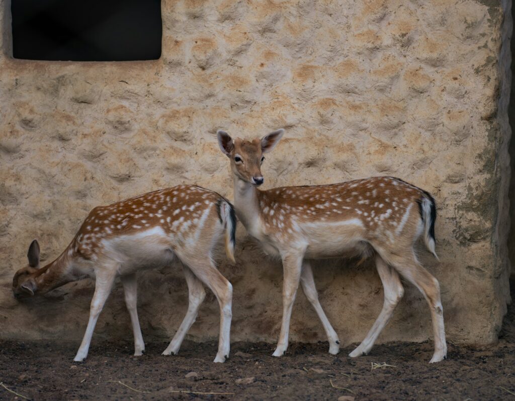 a couple of deer standing next to a wall