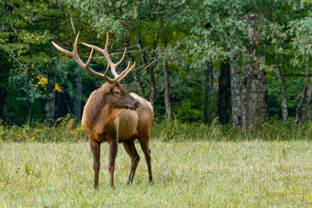 Brown deer on green grass field during daytime.