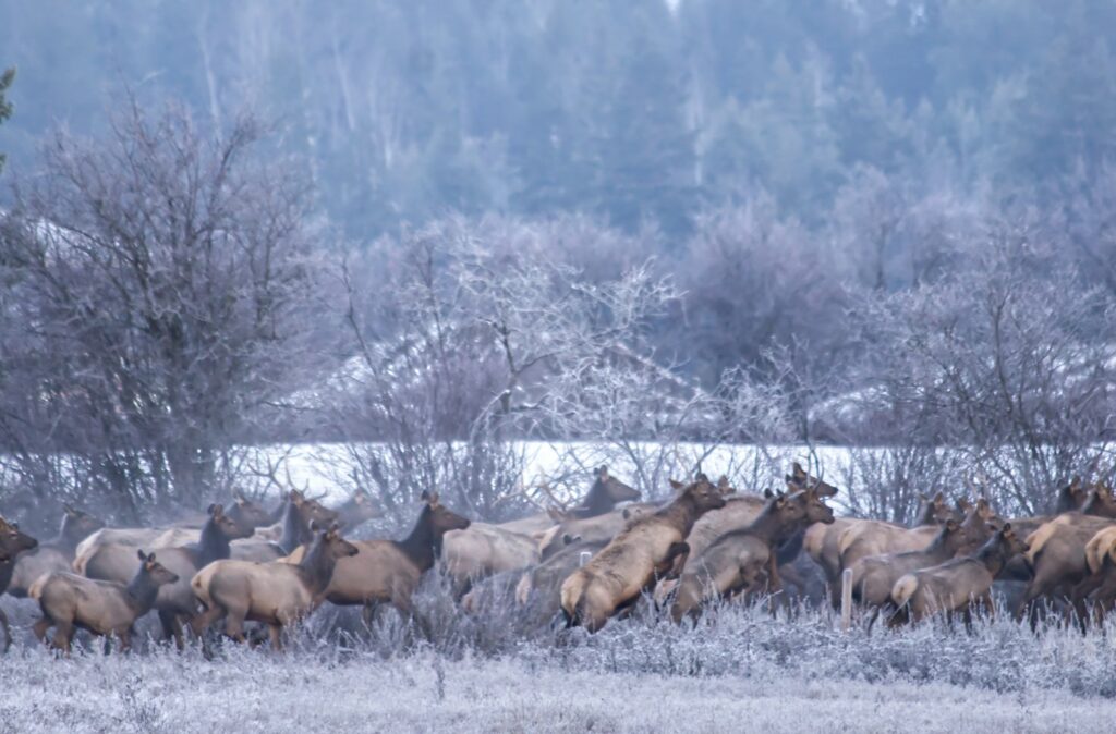 a herd of elk in a snowy field