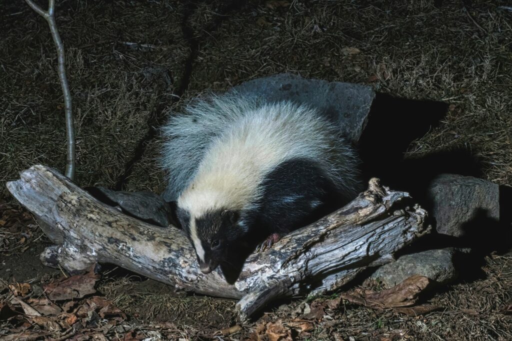 A badger rests on the ground next to wood.