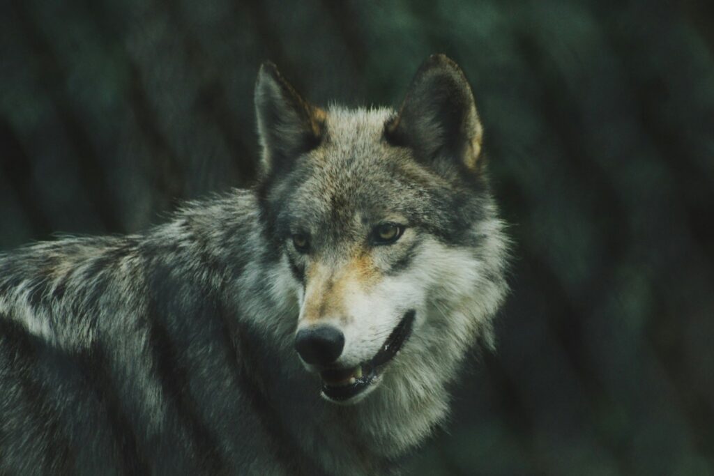 selective focus photography of gray wolf