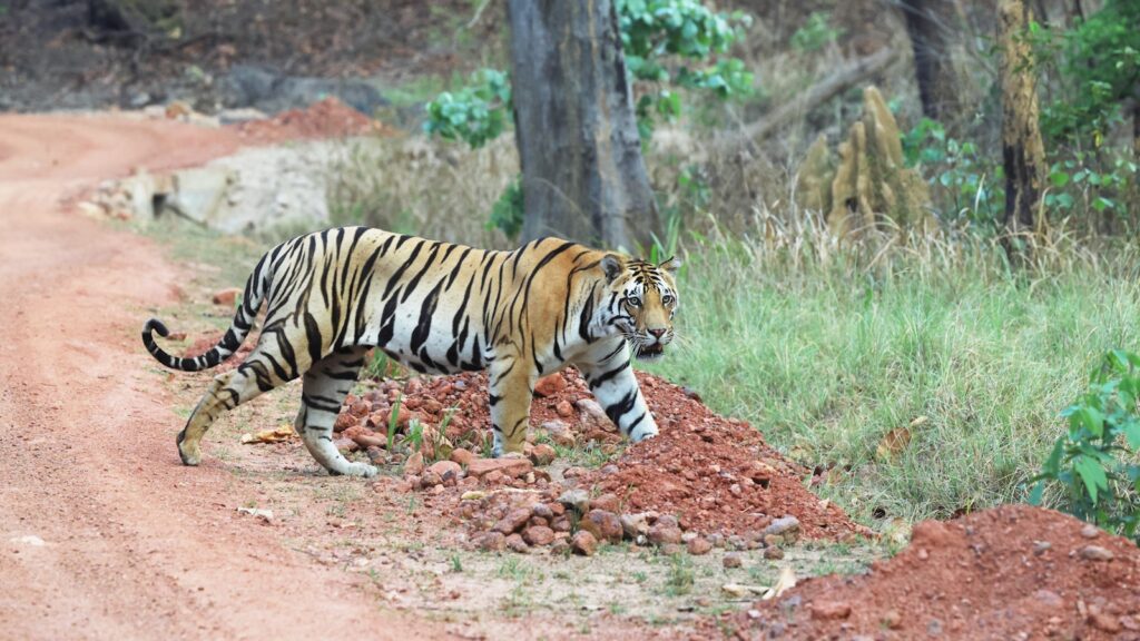A tiger walks beside a dirt road.