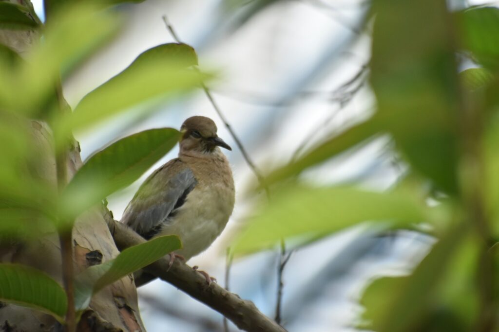 A bird is perched on a tree branch.