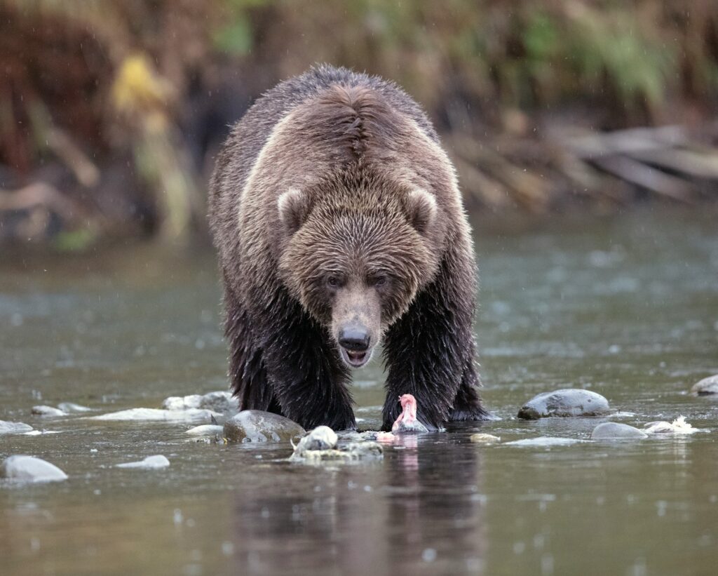Grizzly bear on creek.