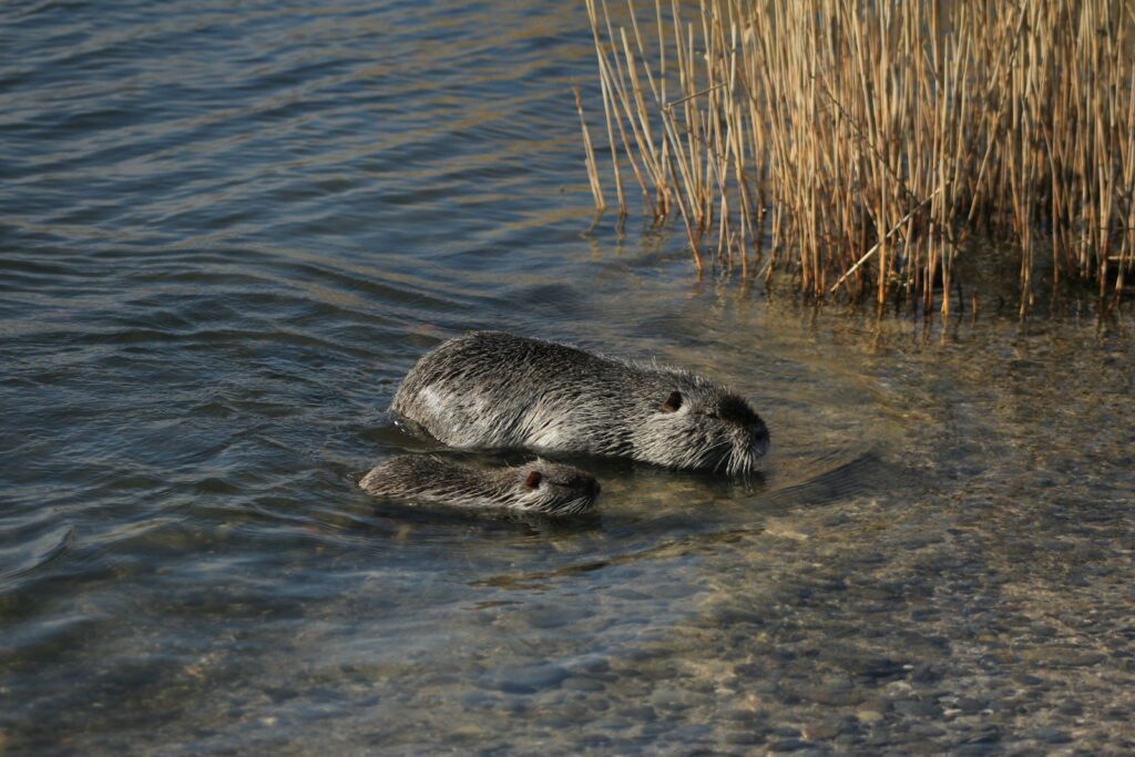 A couple of animals that are in the water