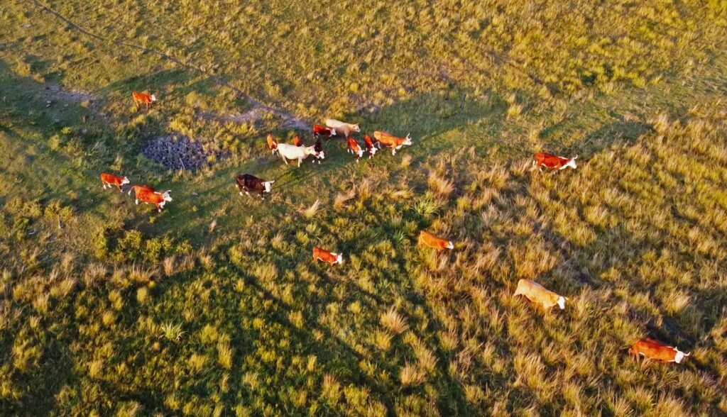 aerial view of people riding horses on green grass field during daytime