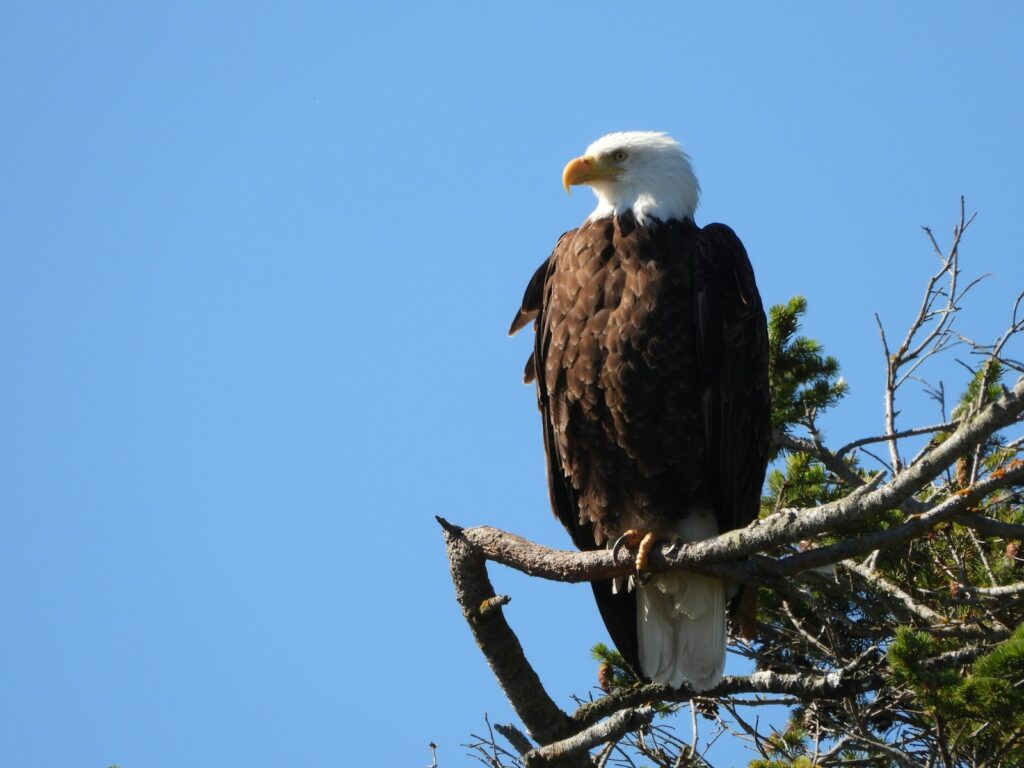 A bald eagle perched on a tree branch