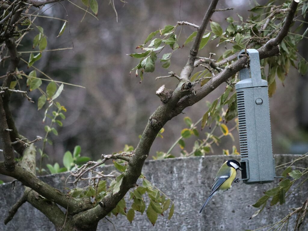A bird is perched on a tree branch next to a bird alarm.