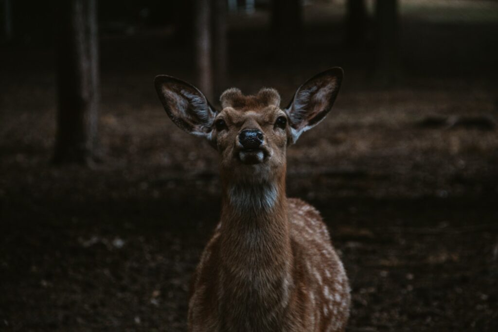 brown deer on black soil