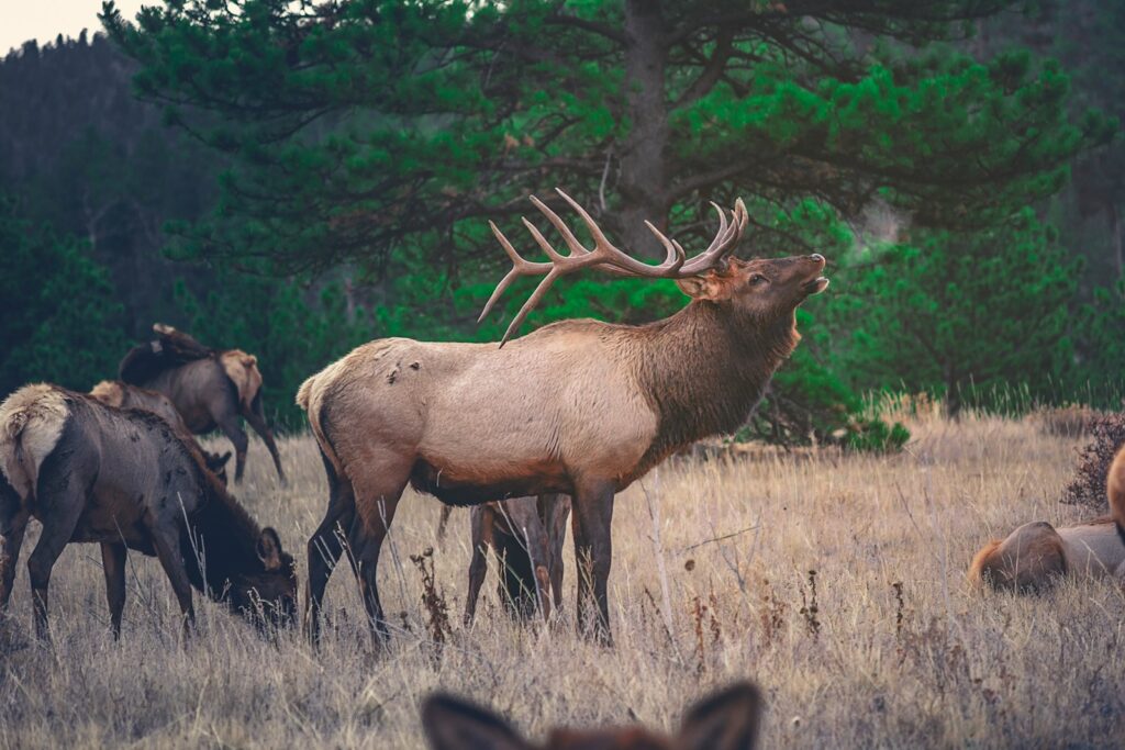 Brown moose near green tree at daytime.