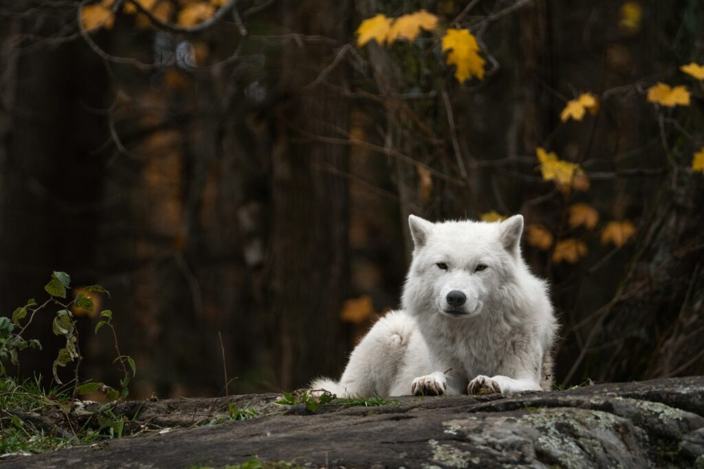 A white wolf sitting on a rock in a forest.