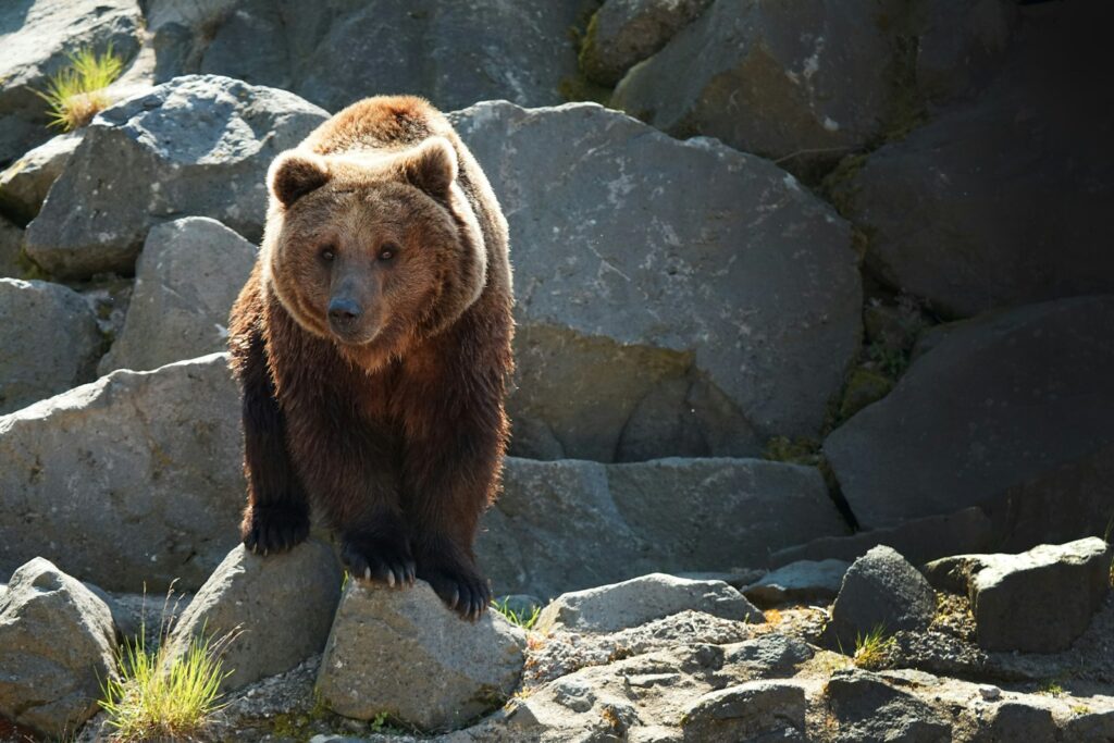 Brown bear on gray rock.