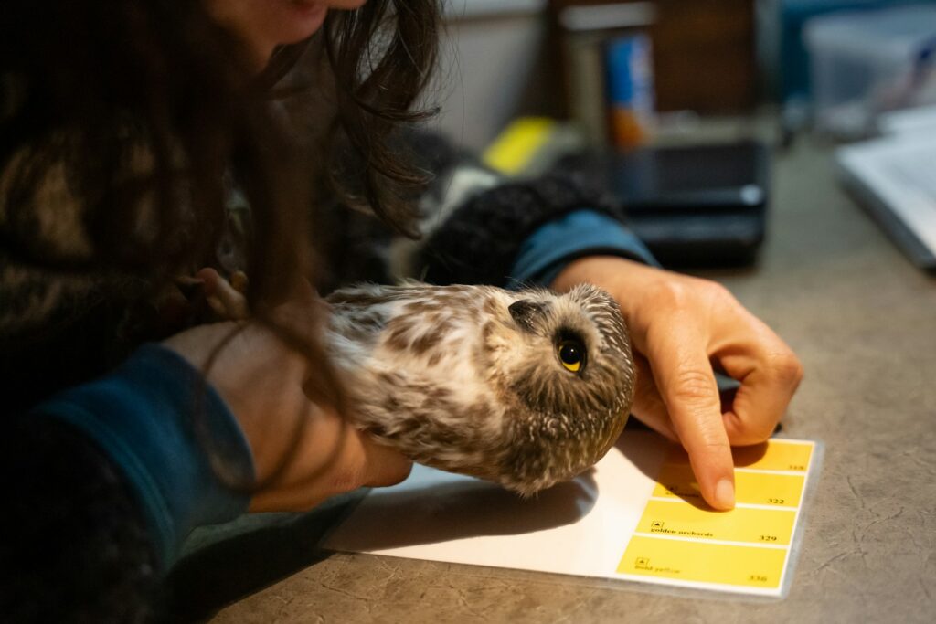 A woman holding a small owl in her hands.
