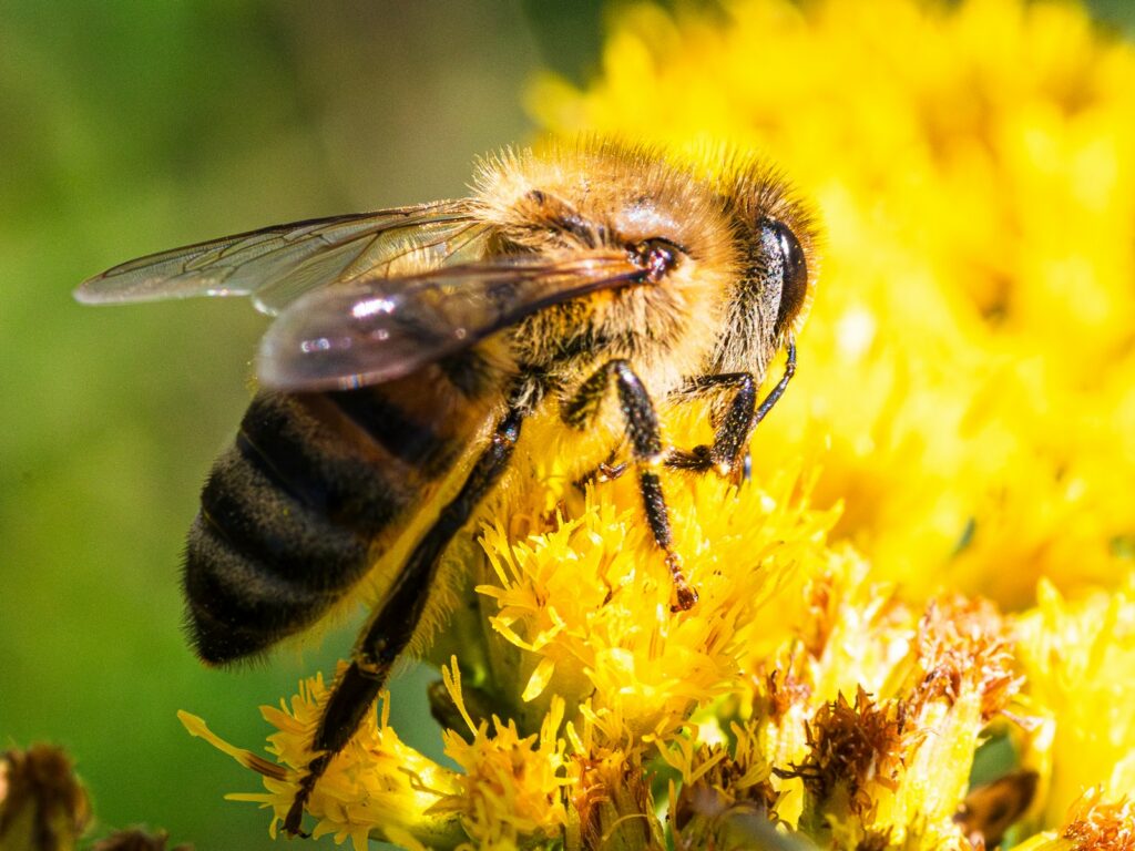 A bee collects pollen from a bright yellow flower.