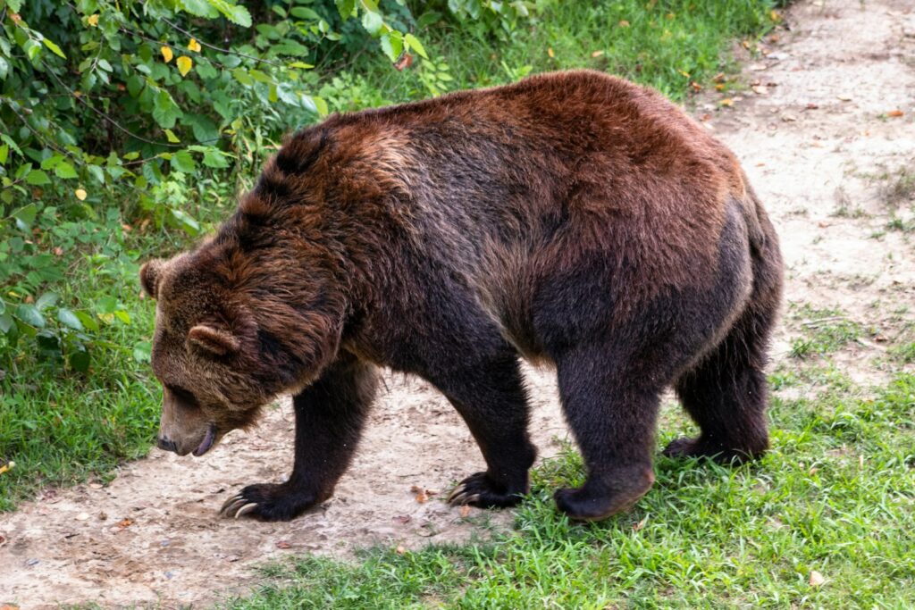 Brown bear in a road during daytime.