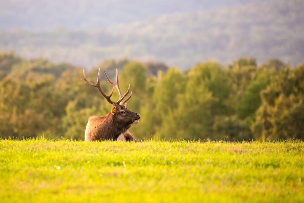Moose on grass during daytime.