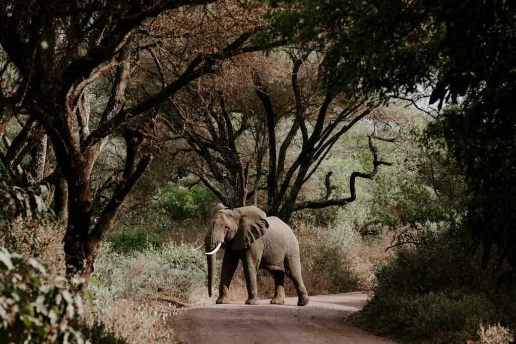 Elephant walking on road near bare trees during daytime.