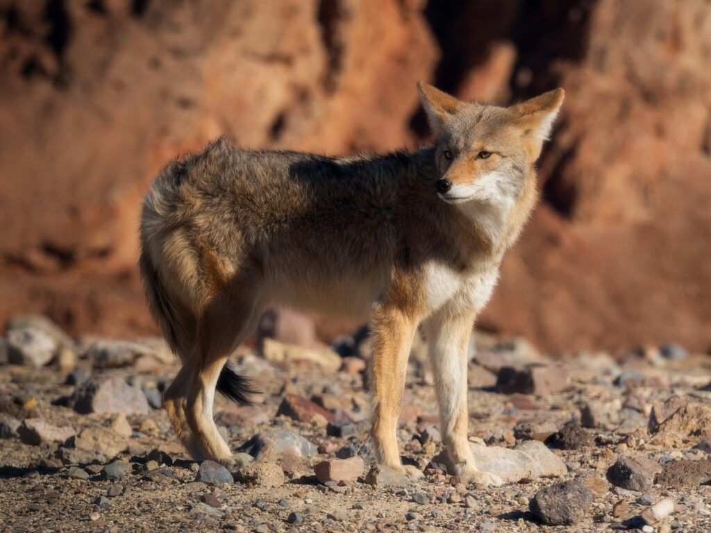 Brown and white fox on brown ground during daytime.