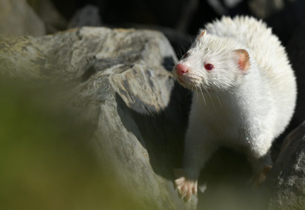 A white ferret standing on top of a rock.