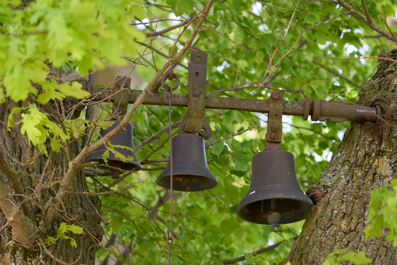Bells hang from a metal frame in a tree.