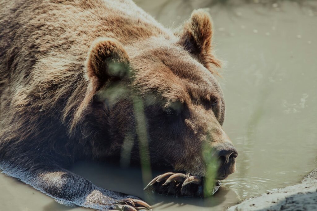 Brown bear drinking water from a water.