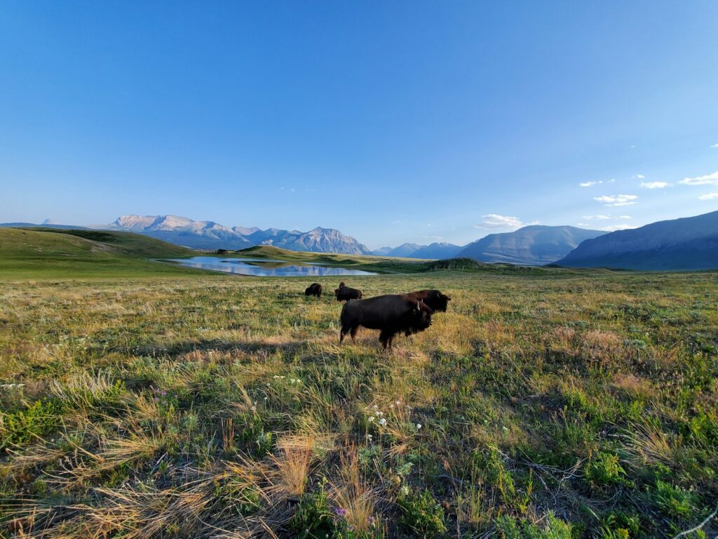 brown cow on green grass field during daytime