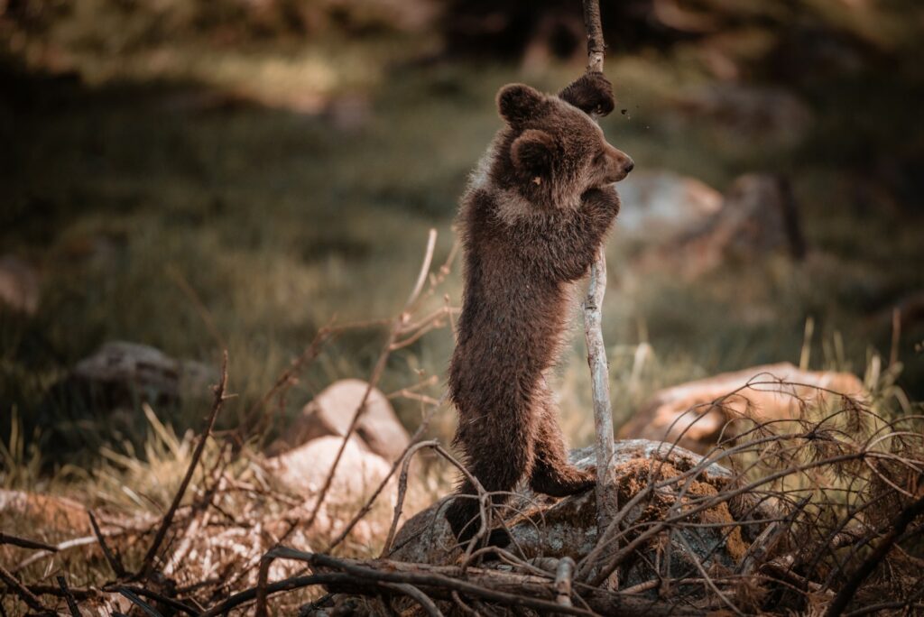 grizzly bear cub stand beside stick