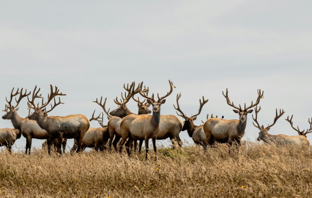 Herd of deer on brown grass field during daytime.