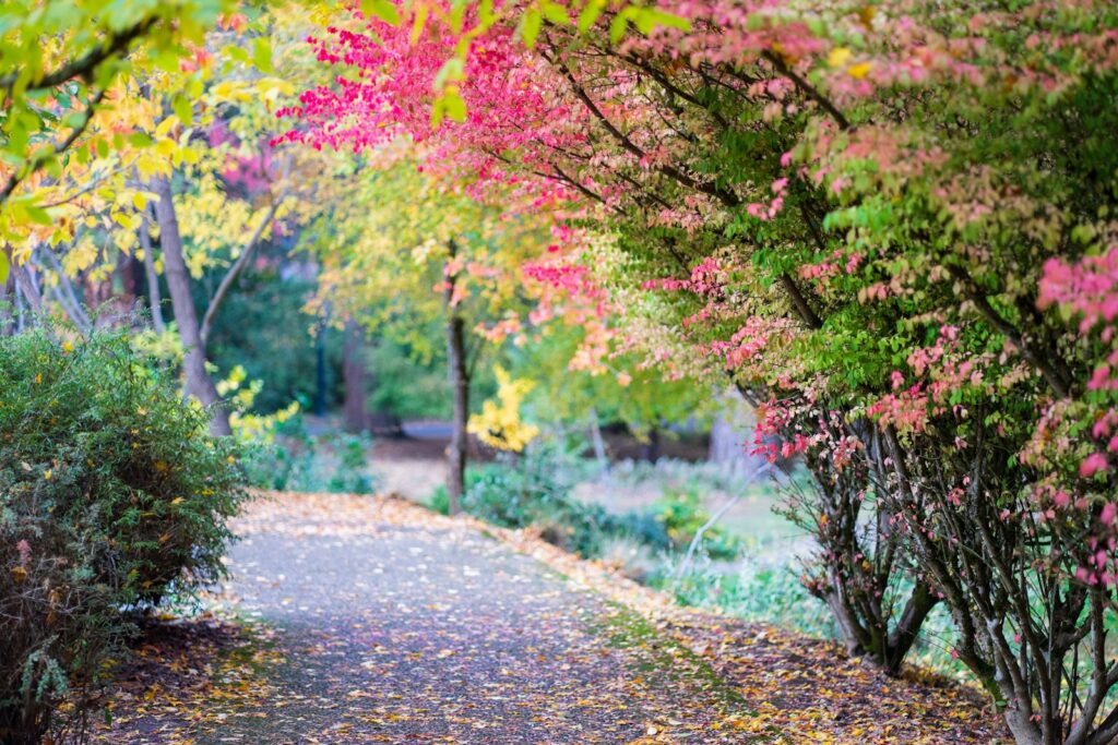 A pathway in a park with trees and leaves on the ground.