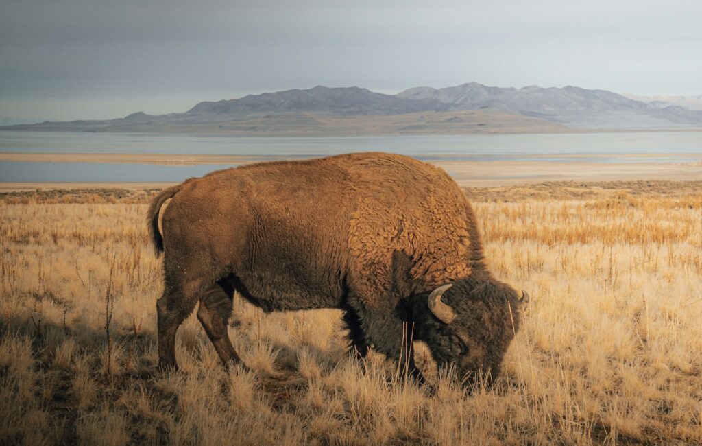 a herd of elephants walking across a dry grass field