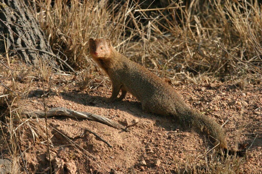 Brown Weasel on brown soil during daytime.