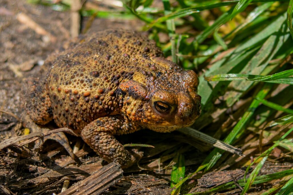 brown and black frog on green grass
