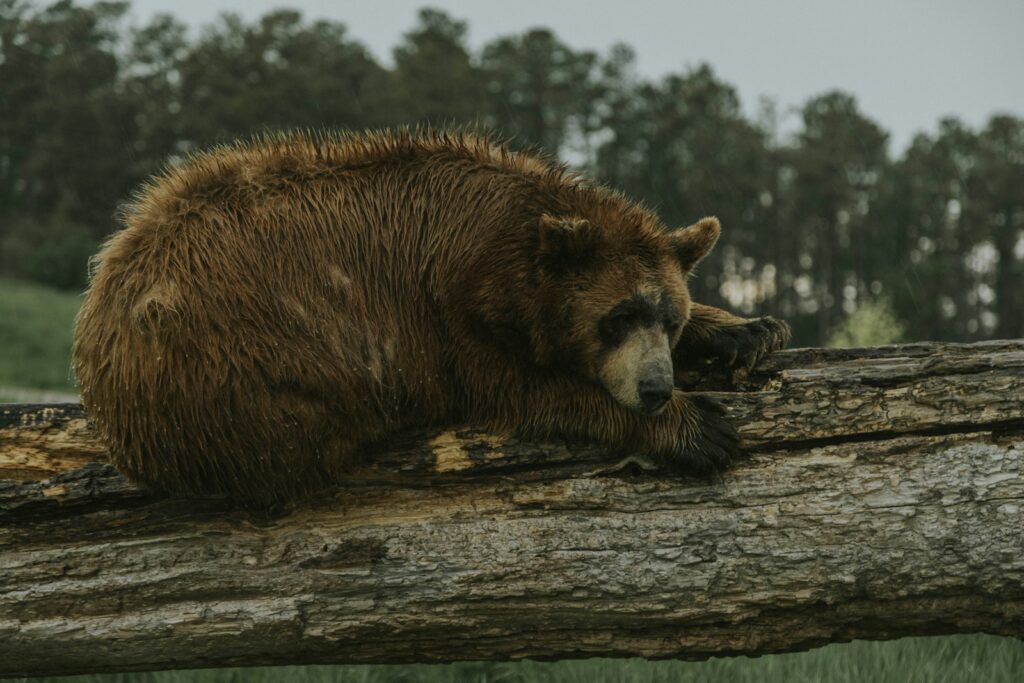 A brown bear laying on top of a log.