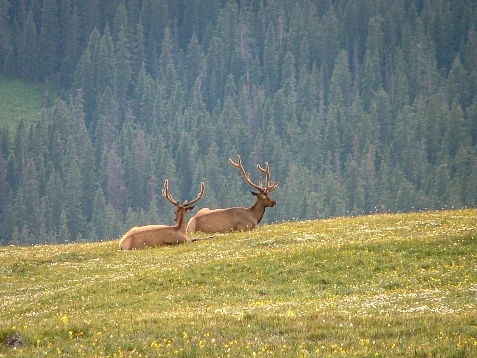 Two deer laying down in a field with trees in the background.