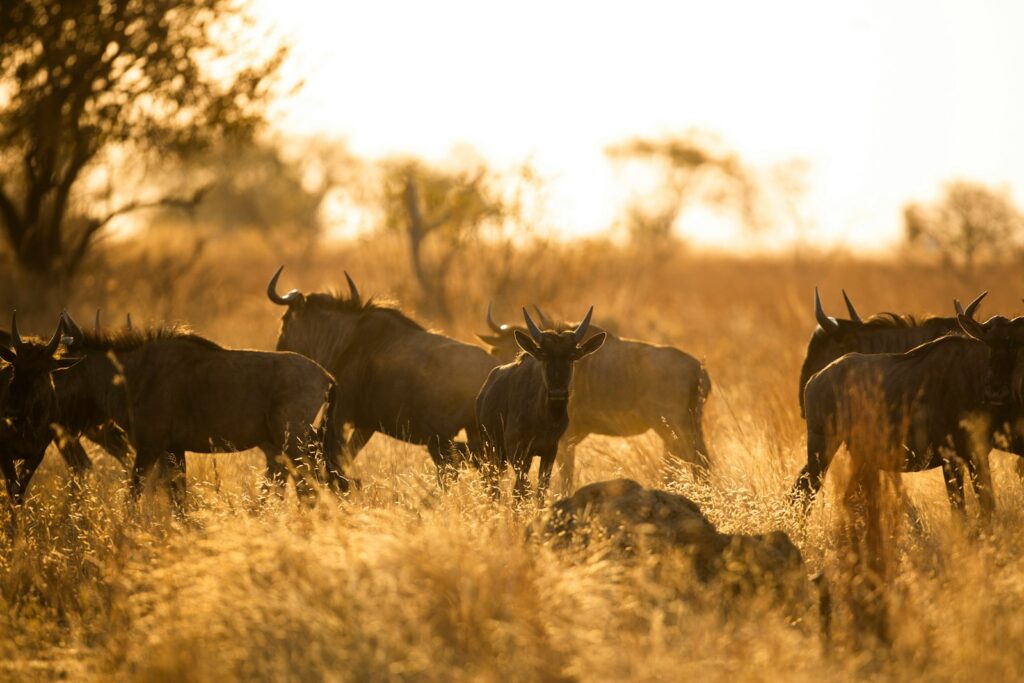 herd of deer on brown grass field during daytime