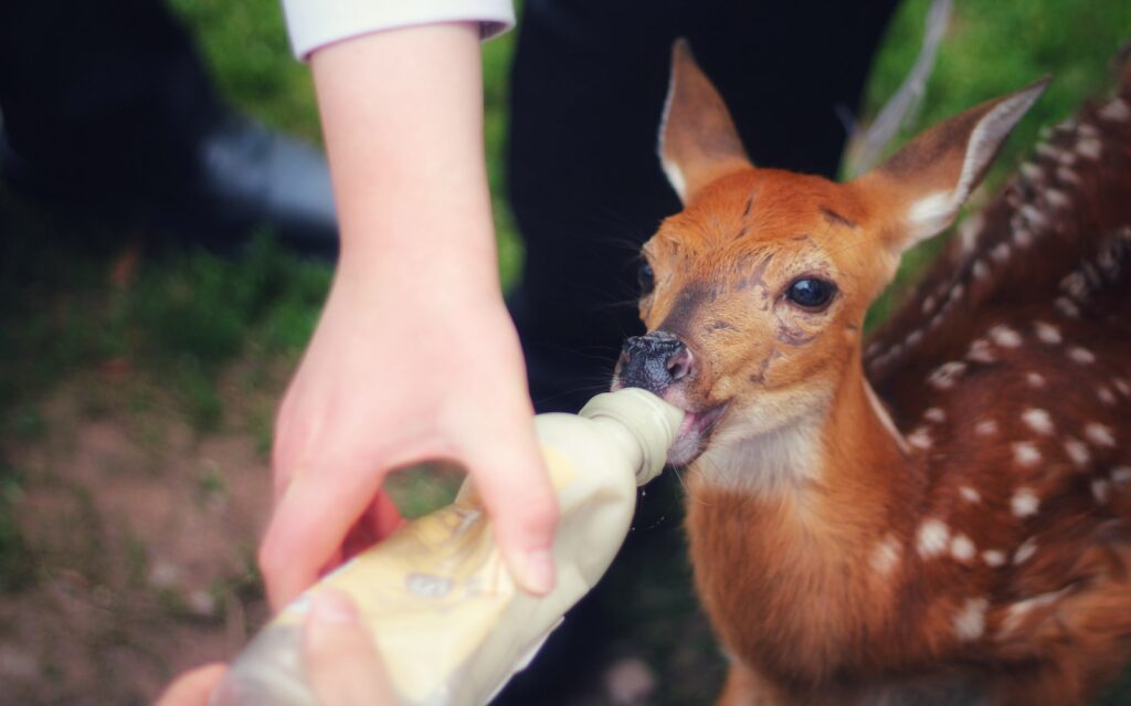 brown and white short coated small dog